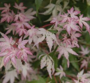 Javor dlanitolistý 'Asahi-zuru' - Acer palmatum 'Asahi-zuru'