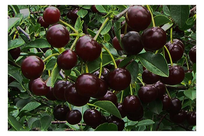 Višeň keřová 'Carmine Jewell' - samosprašná - Prunus cerasus 'Carmine Jewell'