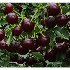 Višeň keřová 'Carmine Jewell' - samosprašná - Prunus cerasus 'Carmine Jewell'