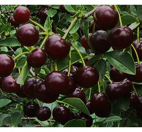 Višeň keřová 'Carmine Jewell' - samosprašná - Prunus cerasus 'Carmine Jewell'