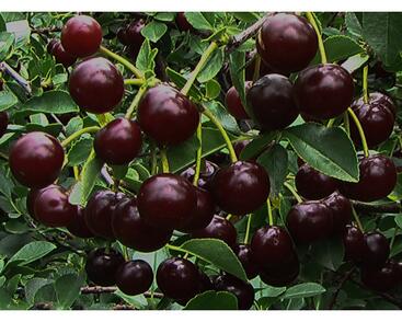 Višeň keřová 'Carmine Jewell' - samosprašná