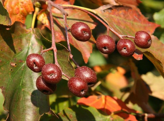 Jeřáb břek - Sorbus torminalis