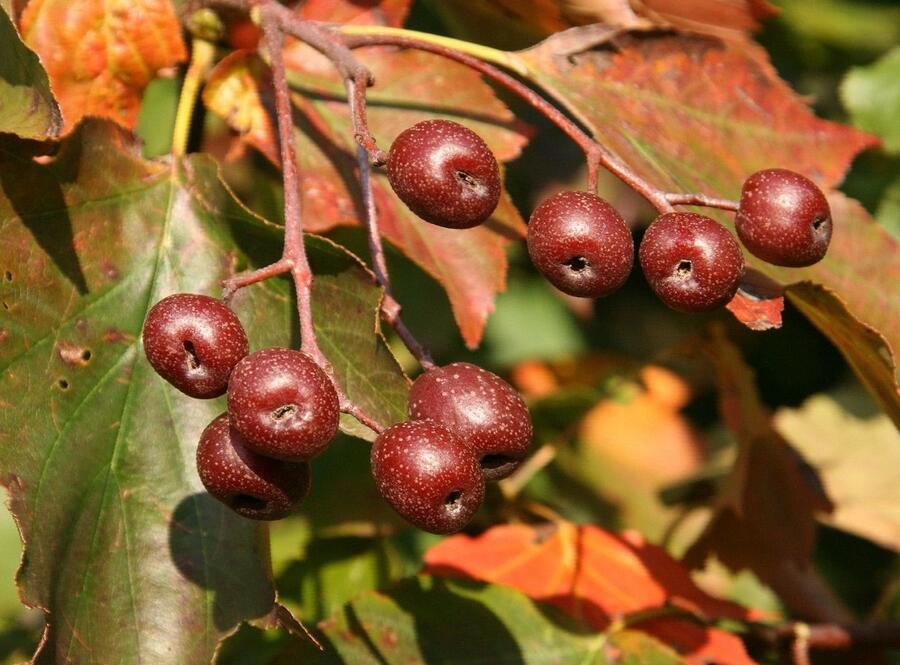 Jeřáb břek - Sorbus torminalis