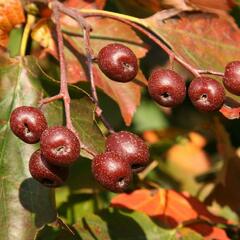 Jeřáb břek - Sorbus torminalis