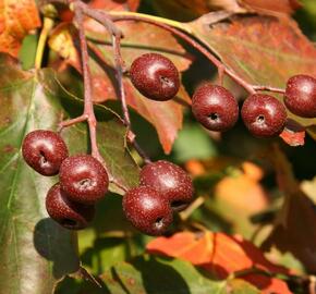 Jeřáb břek - Sorbus torminalis