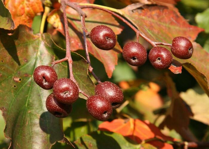 Jeřáb břek - Sorbus torminalis