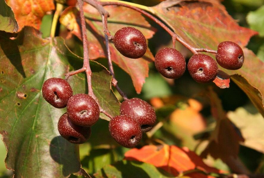 Jeřáb břek - Sorbus torminalis