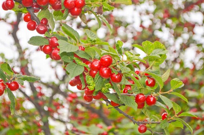 Višeň plstnatá - Prunus tomentosa