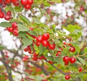 Višeň plstnatá - Prunus tomentosa