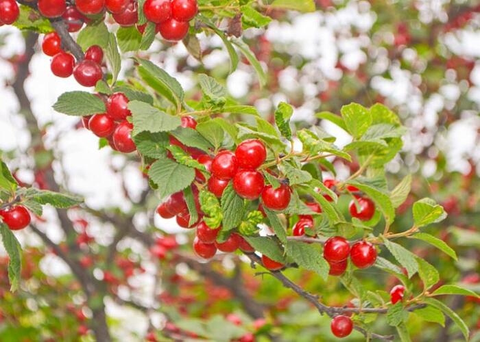 Višeň plstnatá - Prunus tomentosa