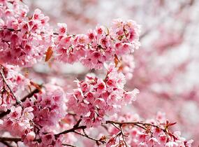 Slivoň vyříznutá 'Paean' - Prunus incisa 'Paean'