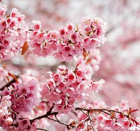 Slivoň vyříznutá 'Paean' - Prunus incisa 'Paean'