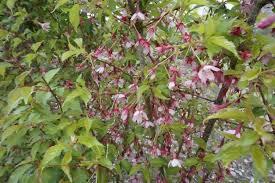 Slivoň vyříznutá 'Paean' - Prunus incisa 'Paean'