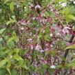 Slivoň vyříznutá 'Paean' - Prunus incisa 'Paean'