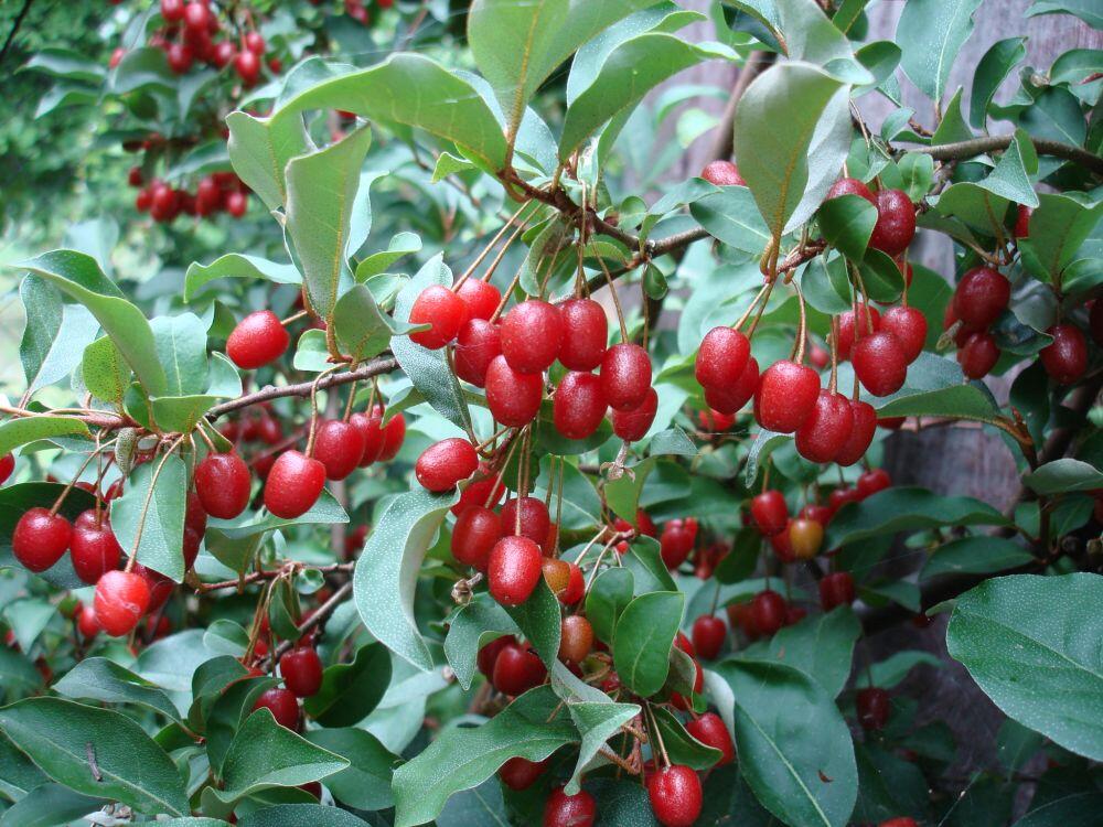 Hlošina mnohokvětá - Elaeagnus multiflora