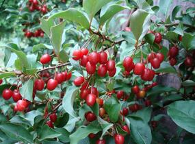 Hlošina mnohokvětá - Elaeagnus multiflora