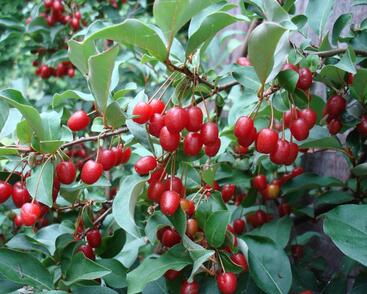 Hlošina mnohokvětá