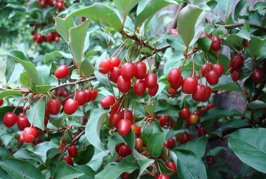 Hlošina mnohokvětá - Elaeagnus multiflora