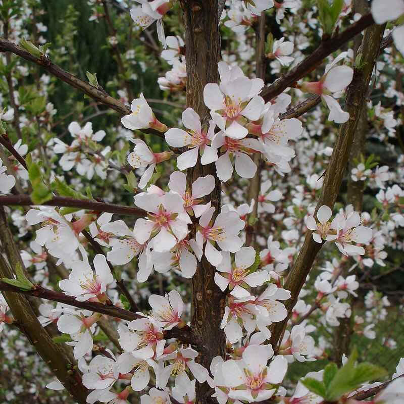 Višeň plstnatá 'Snovit' - Prunus tomentosa 'Snovit'