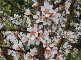 Višeň plstnatá 'Snovit' - Prunus tomentosa 'Snovit'