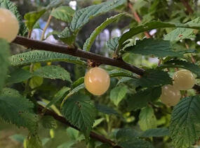 Višeň plstnatá 'Snovit' - Prunus tomentosa 'Snovit'