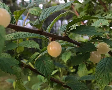 Višeň plstnatá 'Snovit'