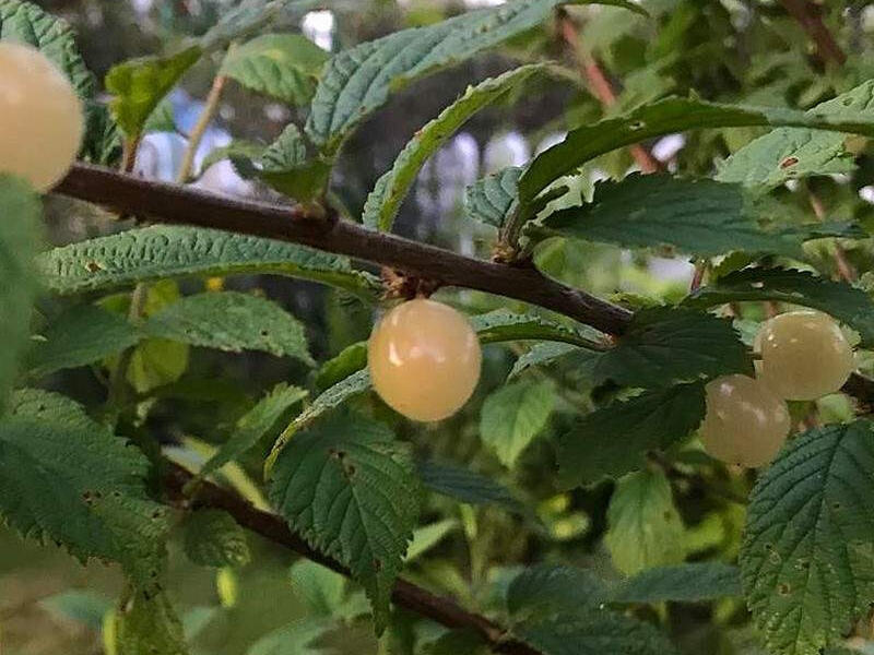 Višeň plstnatá 'Snovit' - Prunus tomentosa 'Snovit'
