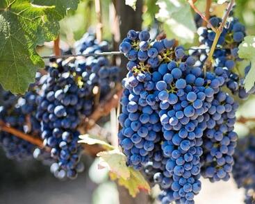 Réva vinná moštová 'Leon Millot'