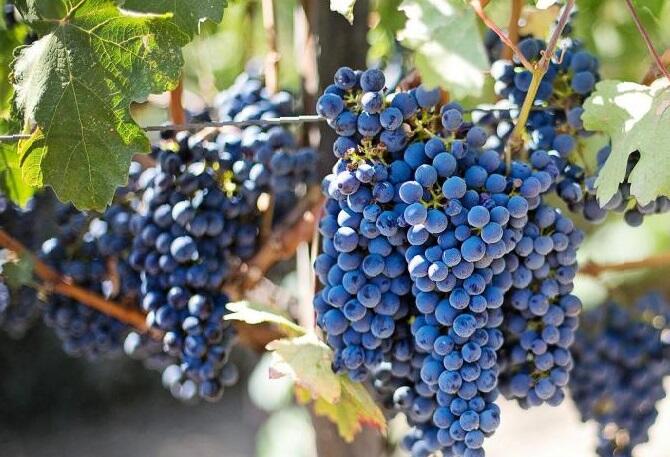 Réva vinná moštová 'Leon Millot' - Vitis vinifera 'Leon Millot'