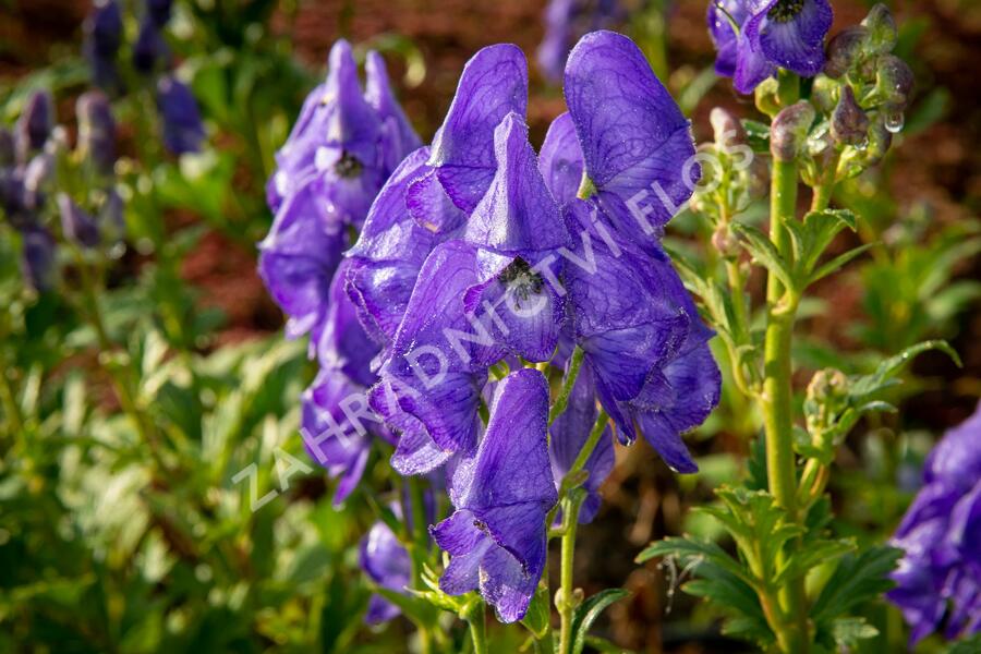 Oměj Henryův 'Spark' - Aconitum henryi 'Spark'