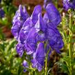 Oměj Henryův 'Spark' - Aconitum henryi 'Spark'