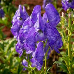 Oměj Henryův 'Spark' - Aconitum henryi 'Spark'