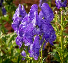 Oměj Henryův 'Spark' - Aconitum henryi 'Spark'