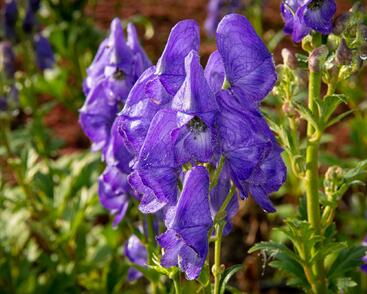 Oměj Henryův 'Spark'