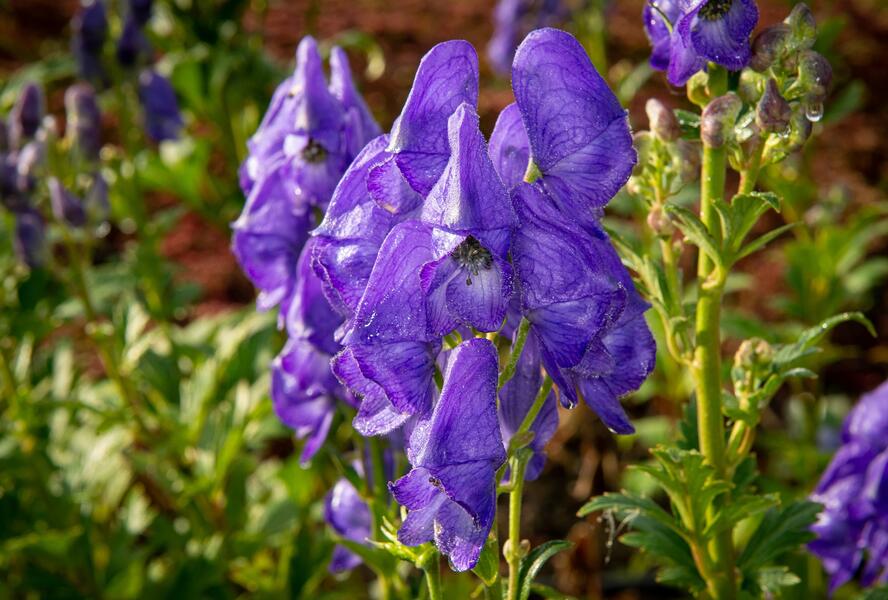 Oměj Henryův 'Spark' - Aconitum henryi 'Spark'