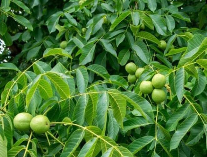 Ořešák vlašský (královský) 'Sychrov' - Juglans regia 'Sychrov'