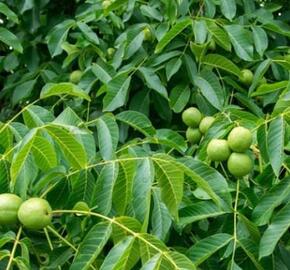 Ořešák vlašský (královský) 'Sychrov' - Juglans regia 'Sychrov'