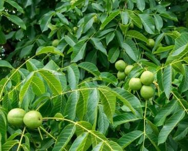 Ořešák vlašský (královský) 'Sychrov'