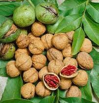Ořešák vlašský (královský) 'Sychrov' - Juglans regia 'Sychrov'