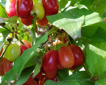 Dřín obecný 'Radost'