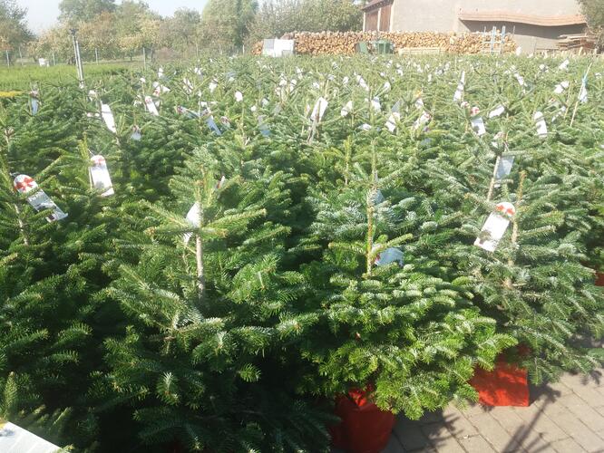 Vánoční stromek v kontejneru Jedle kavkazská - Vánoční stromek v kontejneru Abies nordmanniana