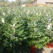 Vánoční stromek v kontejneru Jedle kavkazská - Vánoční stromek v kontejneru Abies nordmanniana