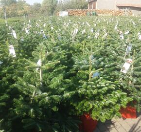 Vánoční stromek v kontejneru Jedle kavkazská