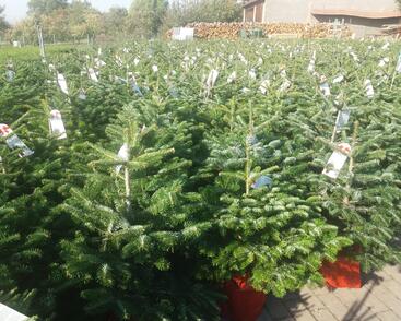 Vánoční stromek v kontejneru Jedle kavkazská