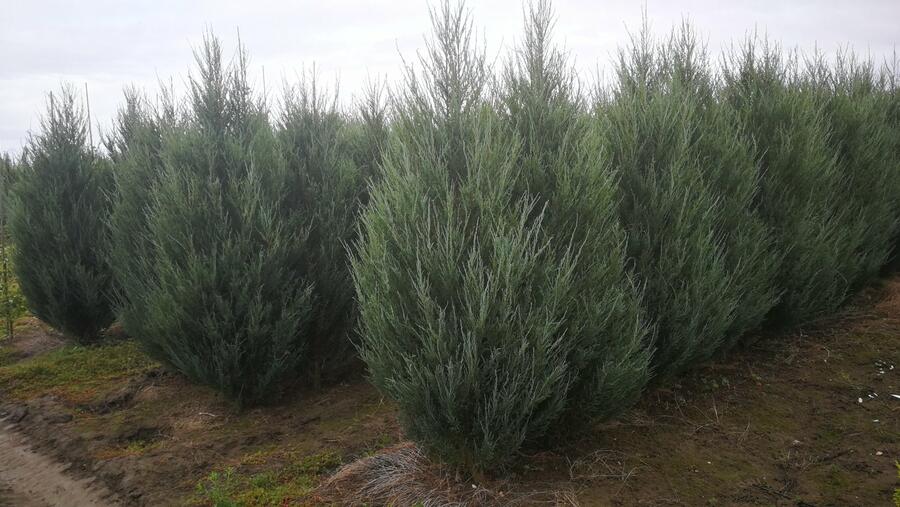 Jalovec skalní 'Blue Arrow' - Juniperus scopulorum 'Blue Arrow'