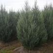 Jalovec skalní 'Blue Arrow' - Juniperus scopulorum 'Blue Arrow'