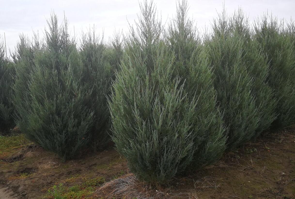 Jalovec skalní 'Blue Arrow' - Juniperus scopulorum 'Blue Arrow'