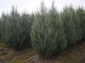Jalovec skalní 'Blue Arrow' - Juniperus scopulorum 'Blue Arrow'
