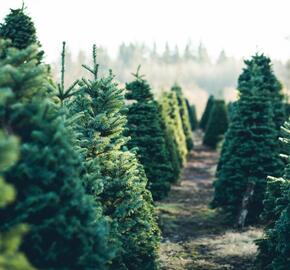 Vánoční stromek jedle kavkazská - Vánoční stromek Abies nordmanniana