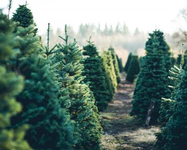 Vánoční stromek jedle kavkazská